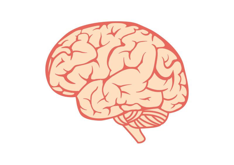 brain